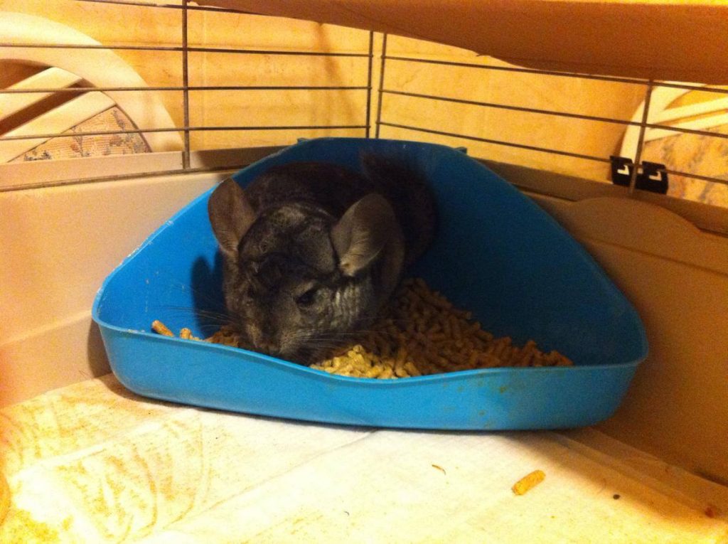 Fot. Facebook/ Stowarzyszenie Miłośników Szynszyli Małej