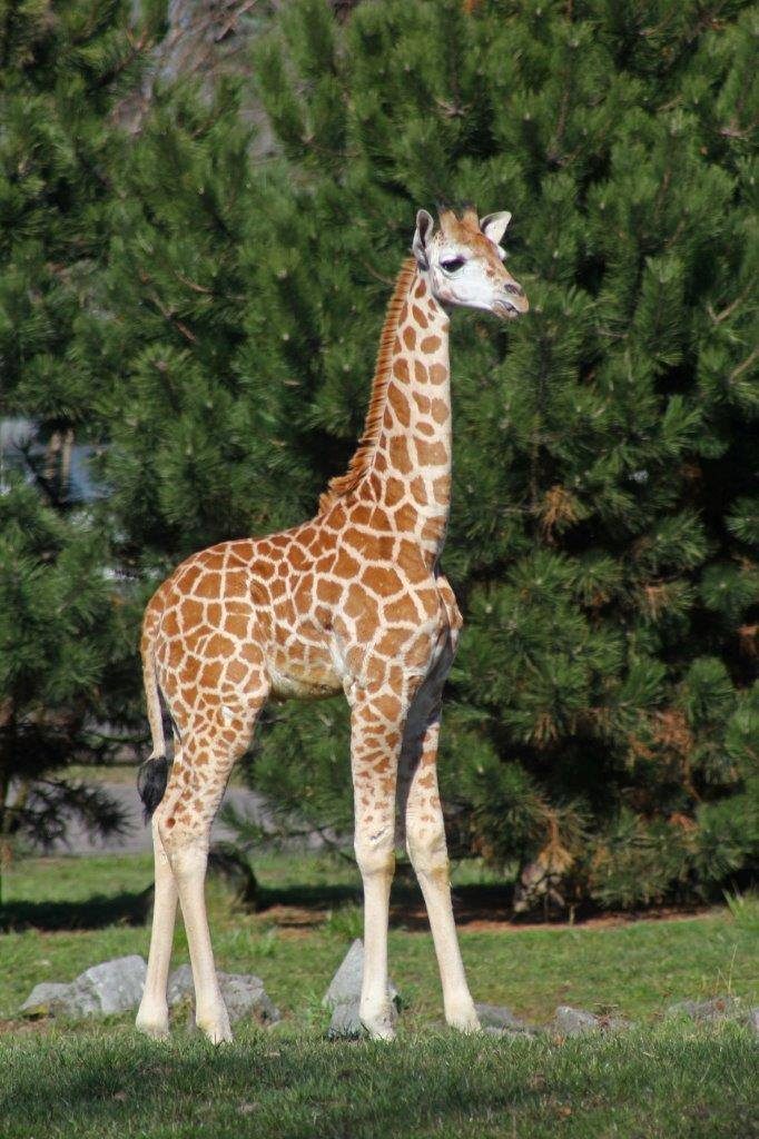 Fot. Facebook/Żyrafek Gortat