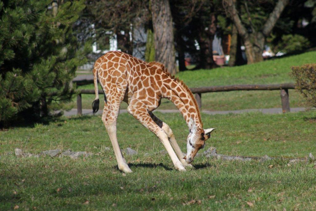 Fot. Facebook/Żyrafek Gortat