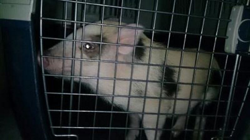 Fot. mł. insp. Dariusz Ulicki