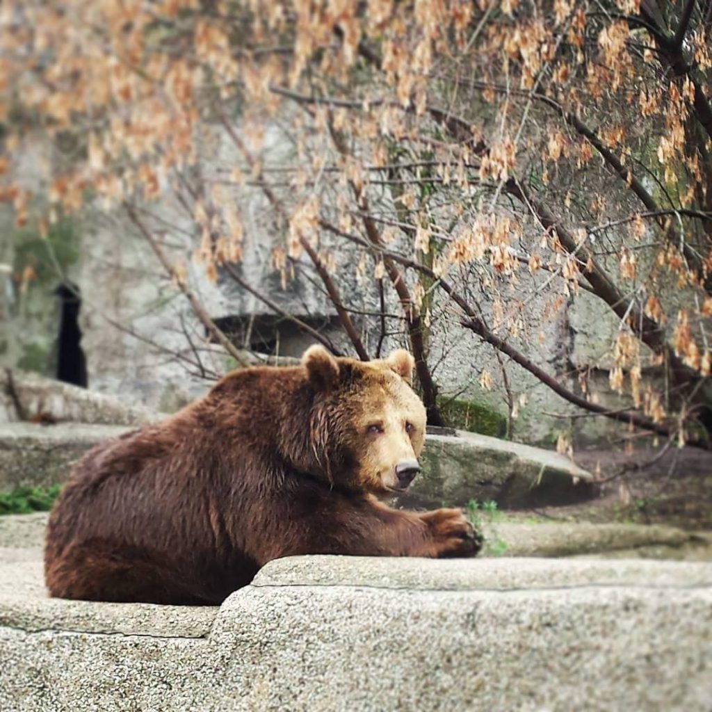 Praski misiek. Fot. Cecylia Kądziela