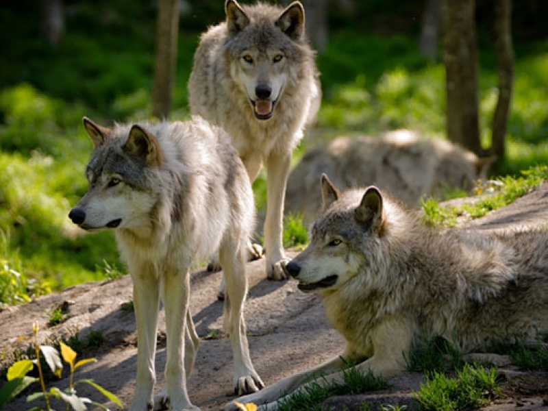 fot. WWF Polska Warszawa pomoże chronić wilka