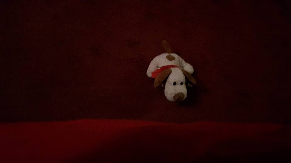 12936672_1180543398623536_3546480696339867926_n