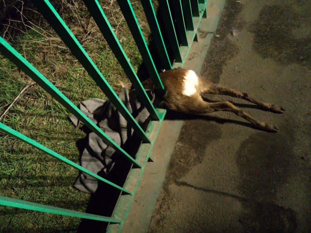 Fot. mł. asp. Andrzej Kordek