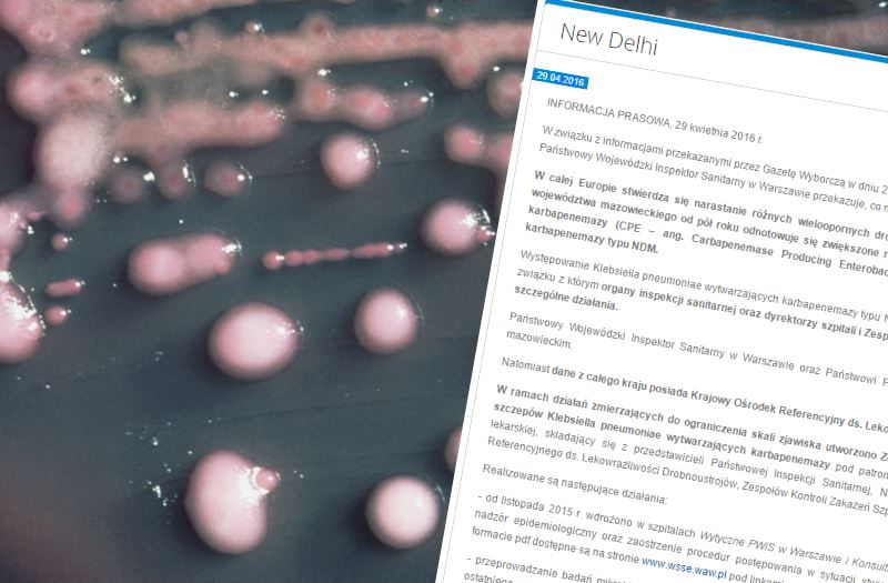 Bakteria Klebsiella pneumoniae. Fot. domena publiczna