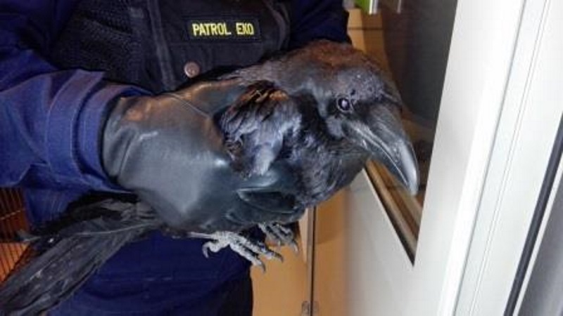 Fot. Straż Miejska Warszawa