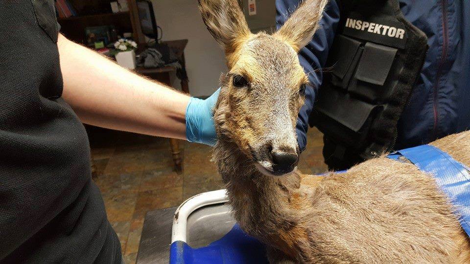 Fot. Animal Rescue Poland