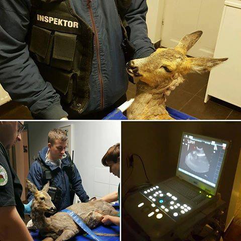 Fot. Animal Rescue Poland