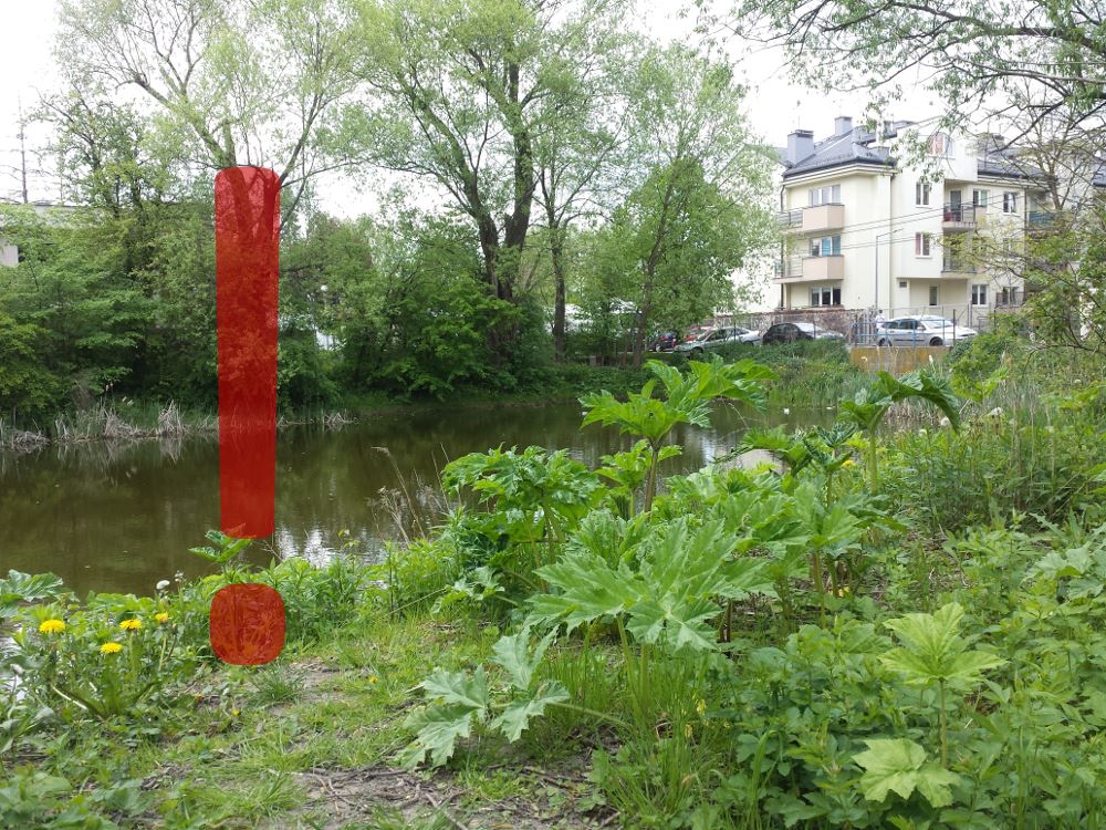 Barszcz sosnowskiego. Fot. barszcz.edu