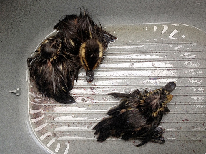 Fot. Agnieszka Drajkowska, Referat ds. Ekologicznych