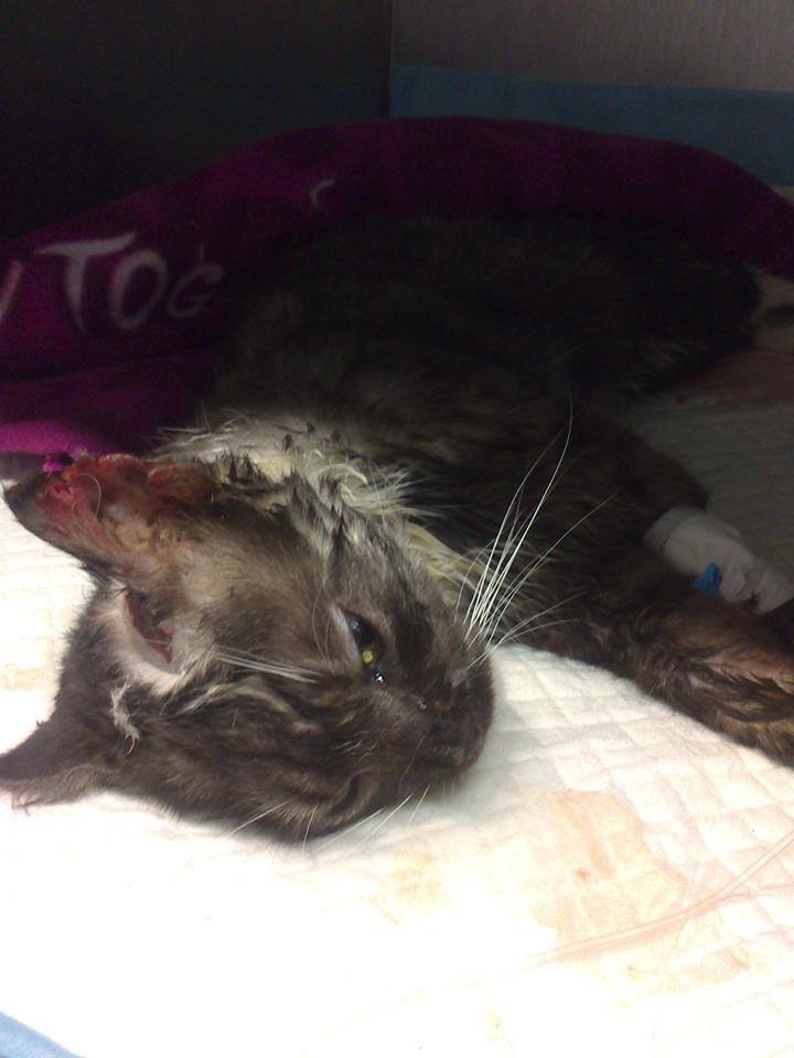 Fot. Pan Leon/Archiwum prywatne