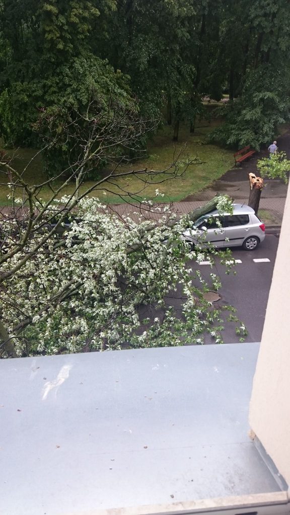 Dominik Kowalski / Na powiślu drzewo ucierpiało.