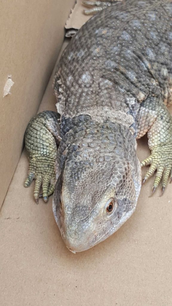 Fot. st. insp. Maciej Zuba z Referatu ds. Ekologicznych Straży Miejskiej m.st. Warszawy