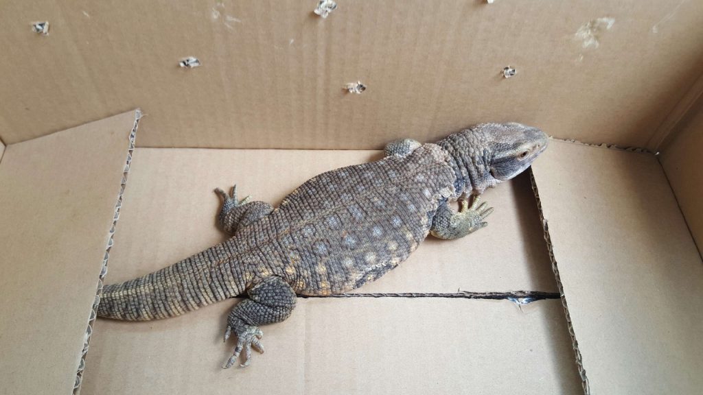 Fot. st. insp. Maciej Zuba z Referatu ds. Ekologicznych Straży Miejskiej m.st. Warszawy