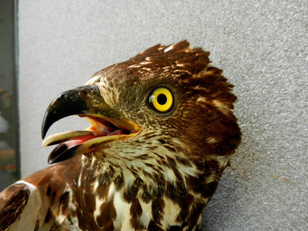 Uratowany Trzmielojad. Fot. Ptasi Azyl, Facebook