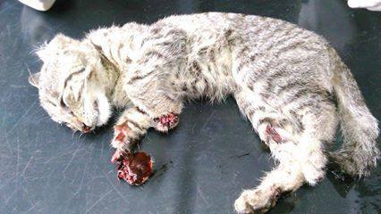 Fot. Ludzie Przeciw Myśliwym / Facebook