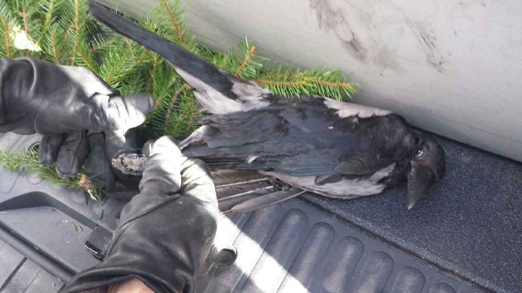 Fot. st. insp. Maciej Zuba,  Referat ds. Ekologicznych Straży Miejskiej m. st. Warszawy