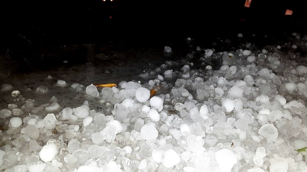 Fot. Osmeruseperlanus Wilq