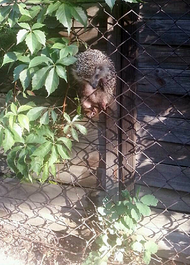 Fot. Jacek Kosela / Straż Miejska