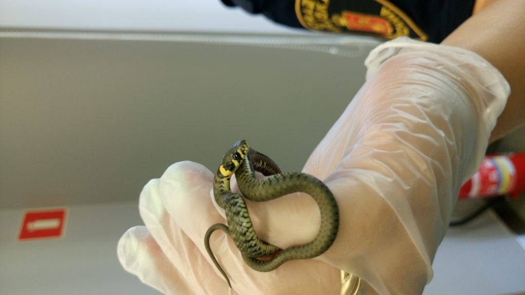 Zdj.: st.str. Dominik Berski, Eko Patrol