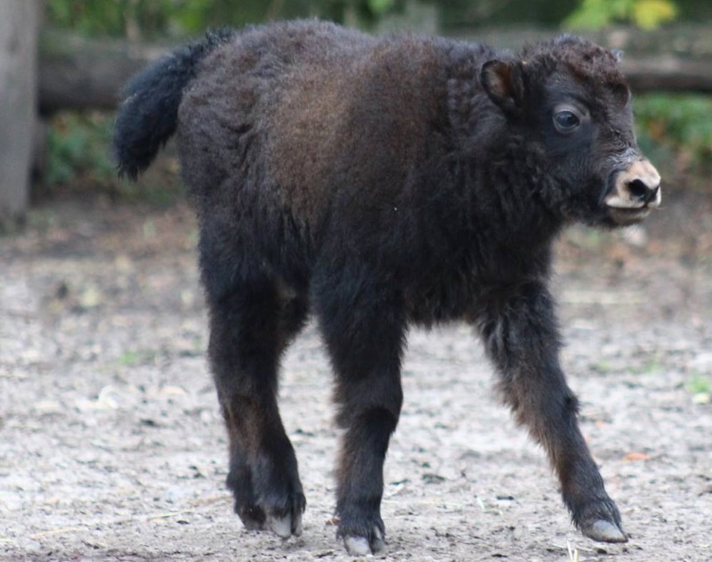 Fot. Warszawskie ZOO / Facebook