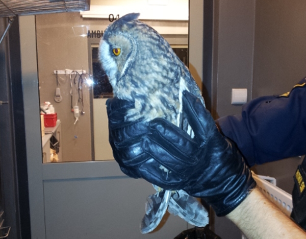 patrol_eko_sowa_ul-_wilcza_x_2016_02