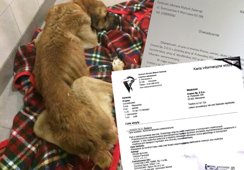 Fot. Straż dla Zwierząt / Cramo