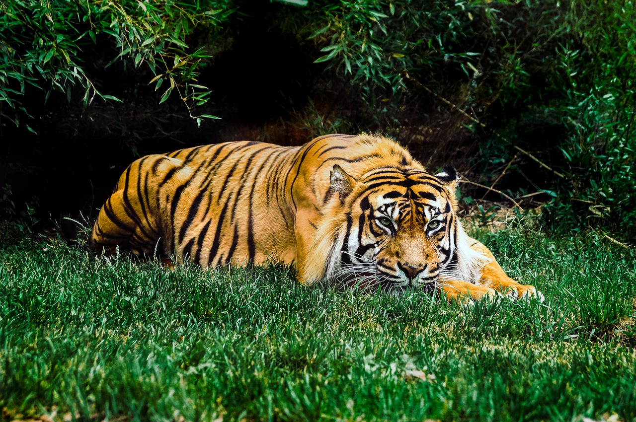 Тигр лень. Лунный тигр. Тигр в траве. Зеленый тигр. Тигровая трава.