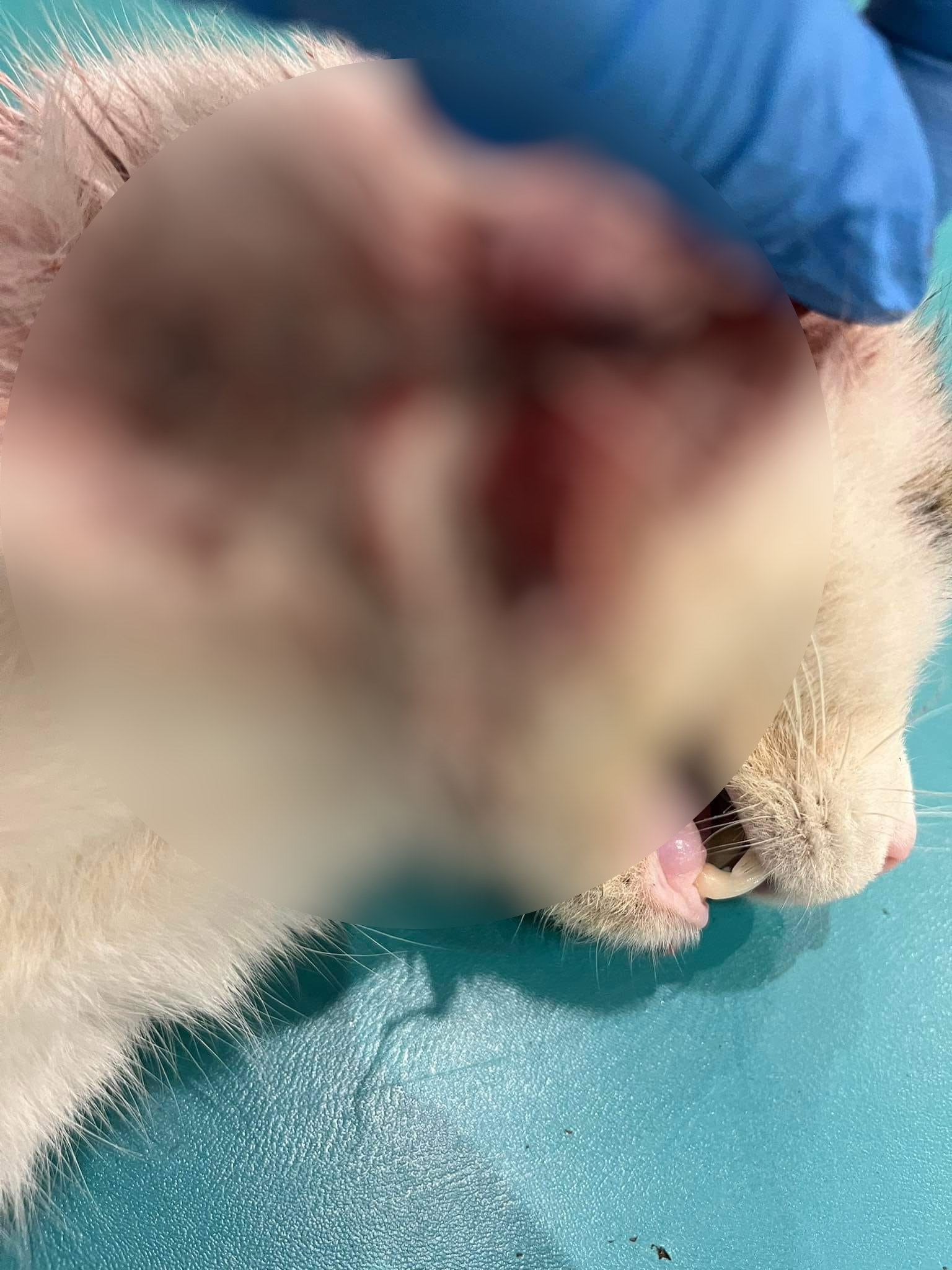 W Walentynki nikt go nie chce! Pilnie potrzebny dom dla rannego kotka! Fundacja błaga o pomoc