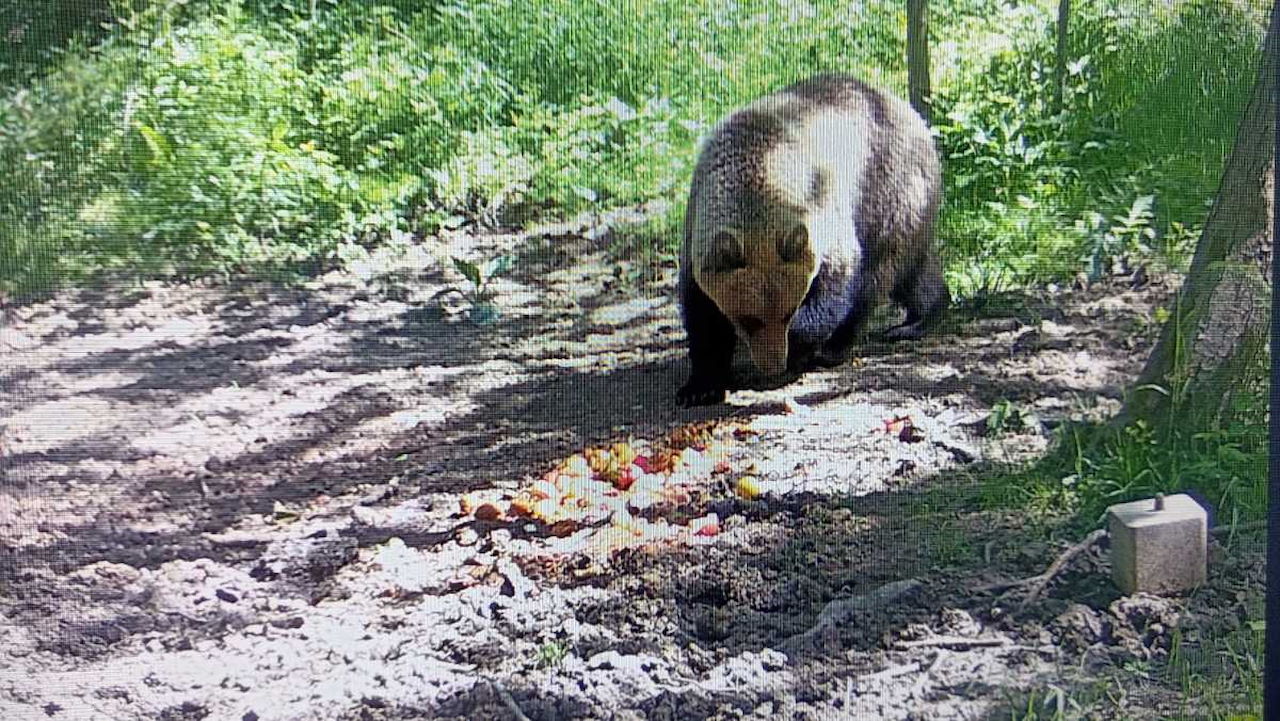 Ogromny niedźwiedź w nowym regionie Polski. Policja ostrzega