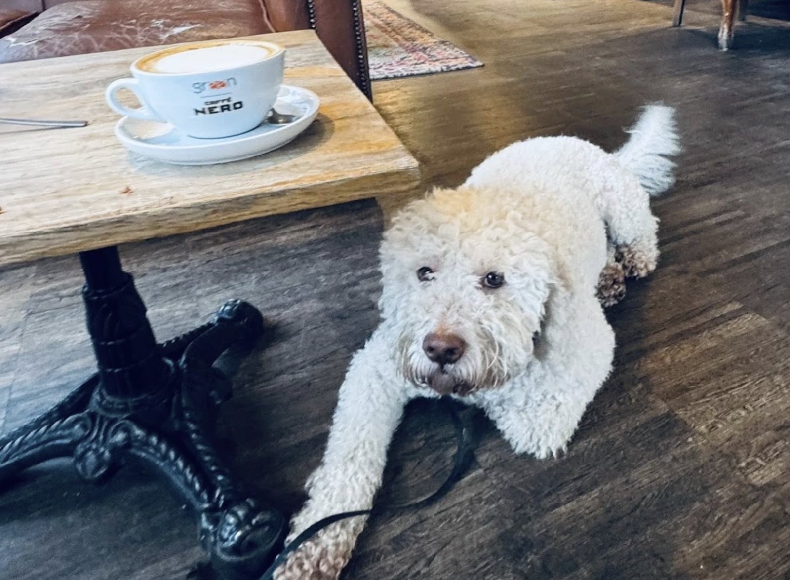 Masz psa w bloku? Czy spółdzielnia może nakazać jego usunięcie?