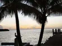 Palmy w Miami Beach.