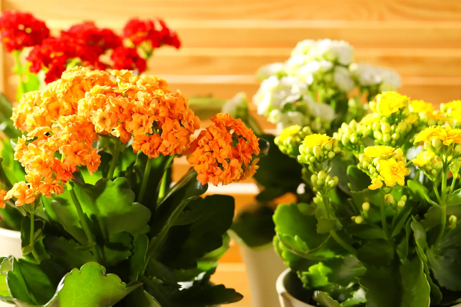 Sprawdź to teraz: zimą rośliny marnieją, bo większość ludzi powtarza jeden prosty błąd