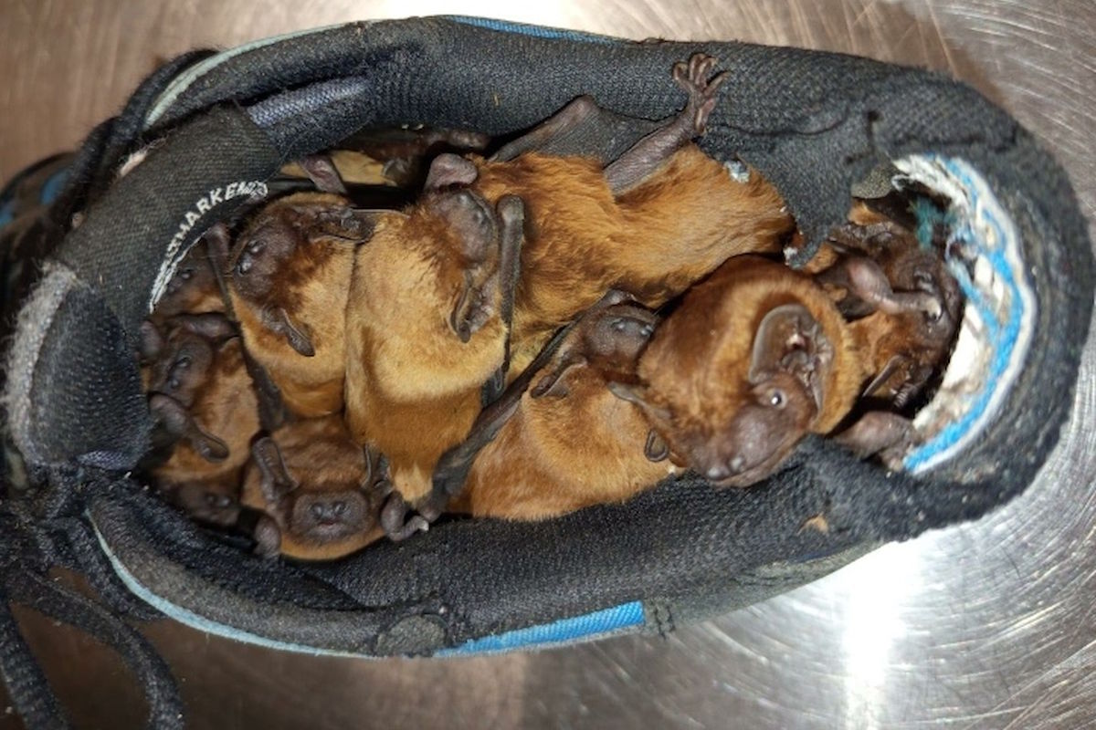 Znalezisko zaskoczyło właściciela domu i strażników. Mężczyzna patrzy, a tam stado nietoperzy… w butach