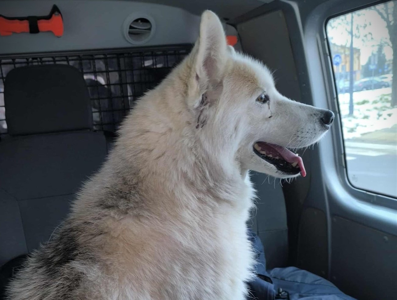 Pies samotnie podróżował pociągiem do Warszawy. Policja musiała interweniować.