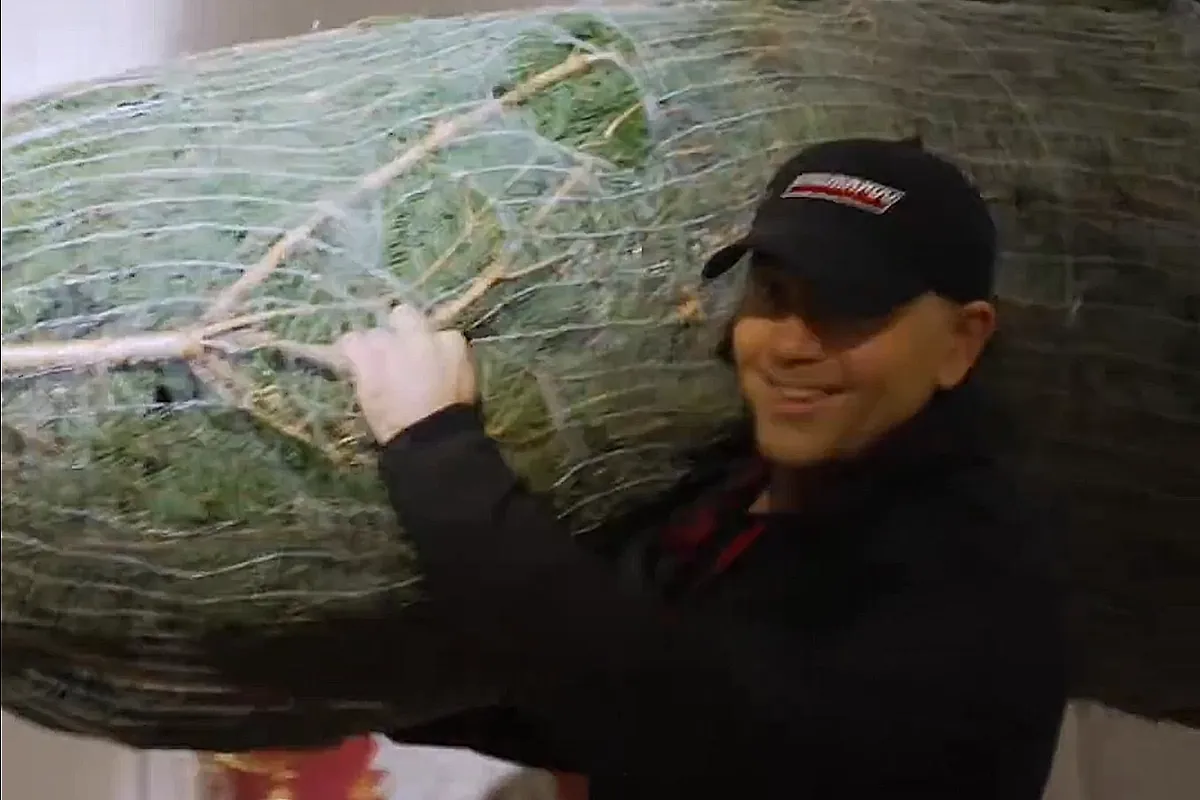 Sam ściął, sam wniósł. Prezydent Nawrocki z choinką na ramieniu wchodzi do Pałacu [WIDEO]