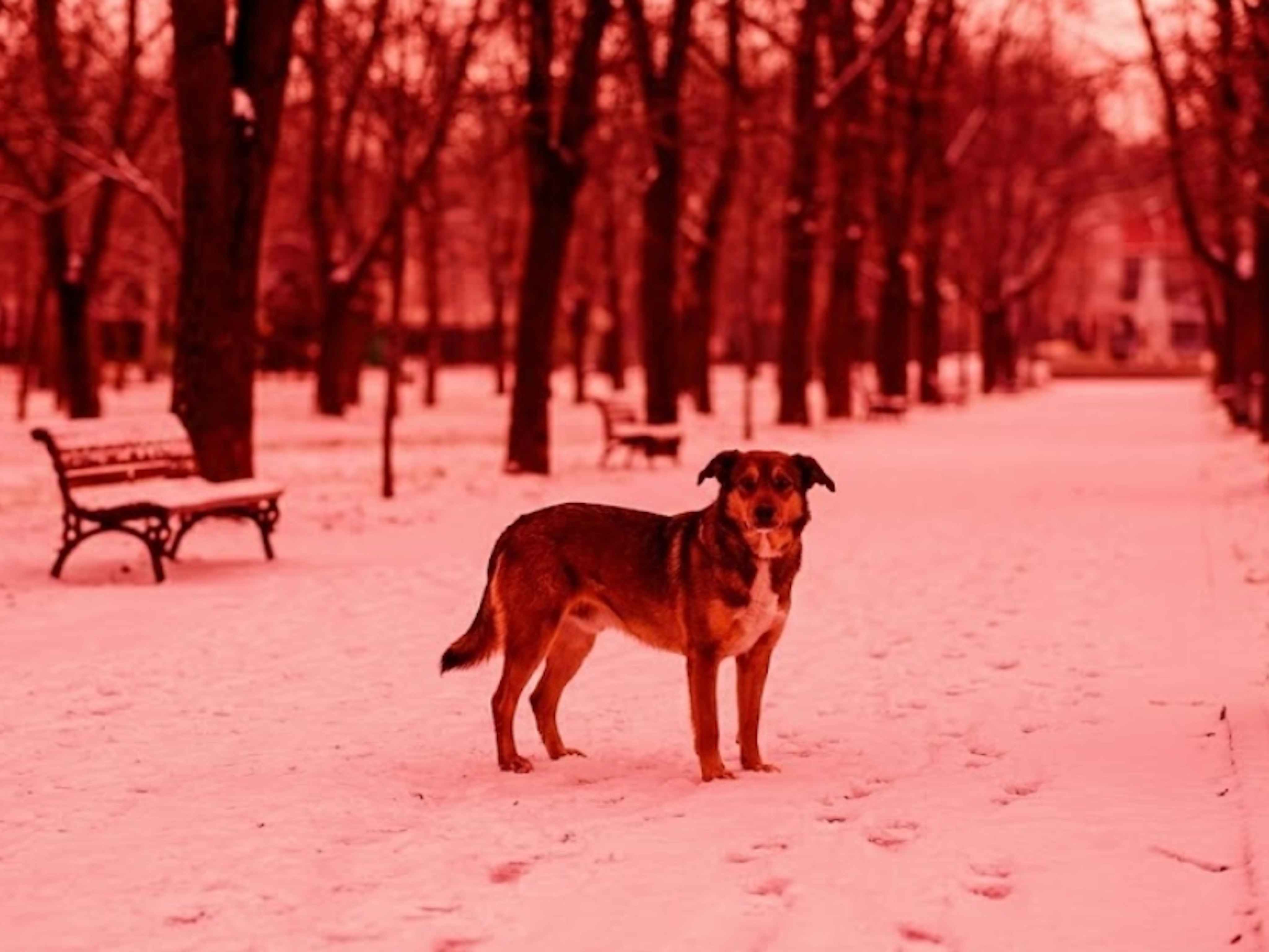Masz psa? Nie musi nikogo ugryźć, byś zapłacił 1000 zł mandatu i stracił fortunę na odszkodowania
