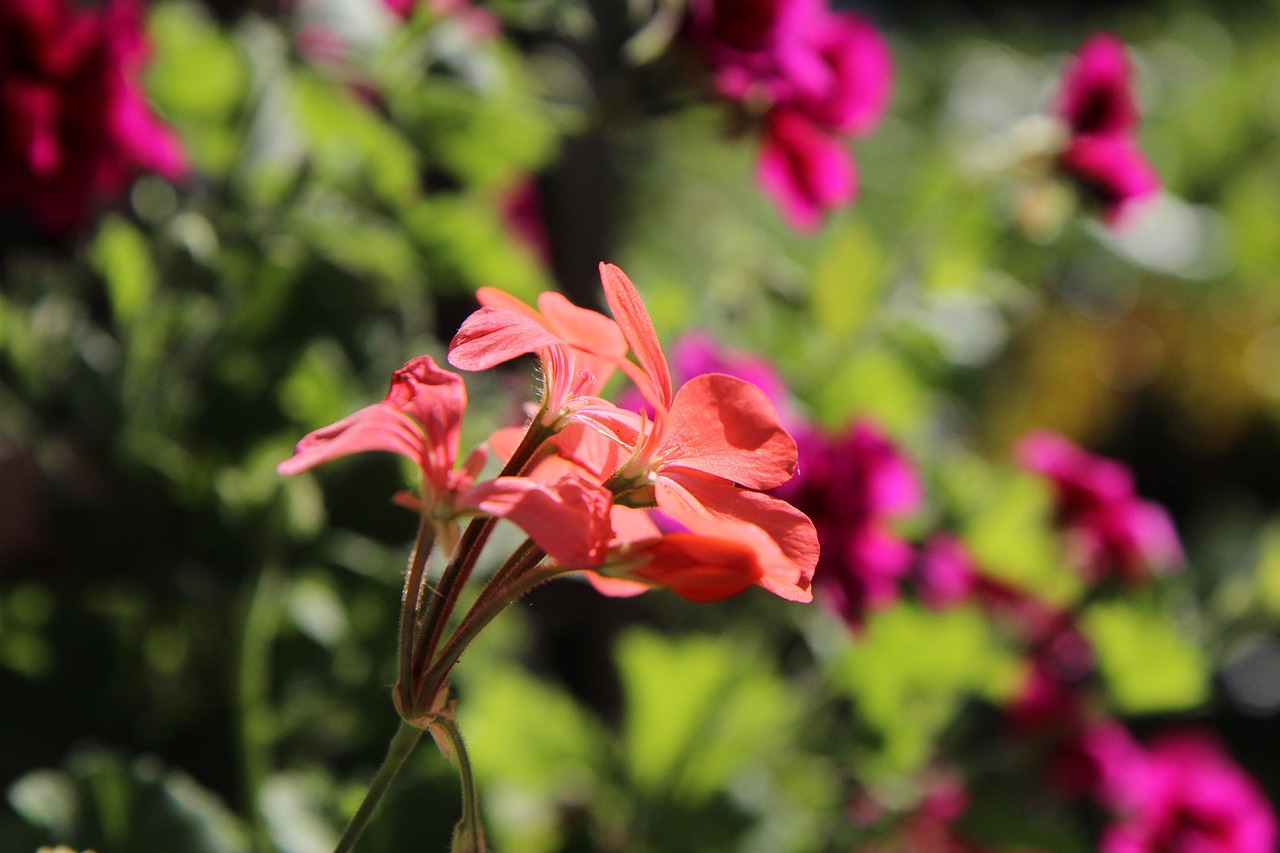 Koniec tanich kwiatów z marketu? Unia szykuje rewolucję, która uderzy w każdy balkon i ogród