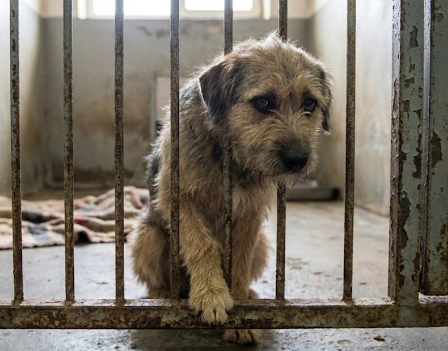 Pilne! Wojewoda Mazowiecki wydaje komunikat ws. schroniska w Sobolewie [RAPORT]