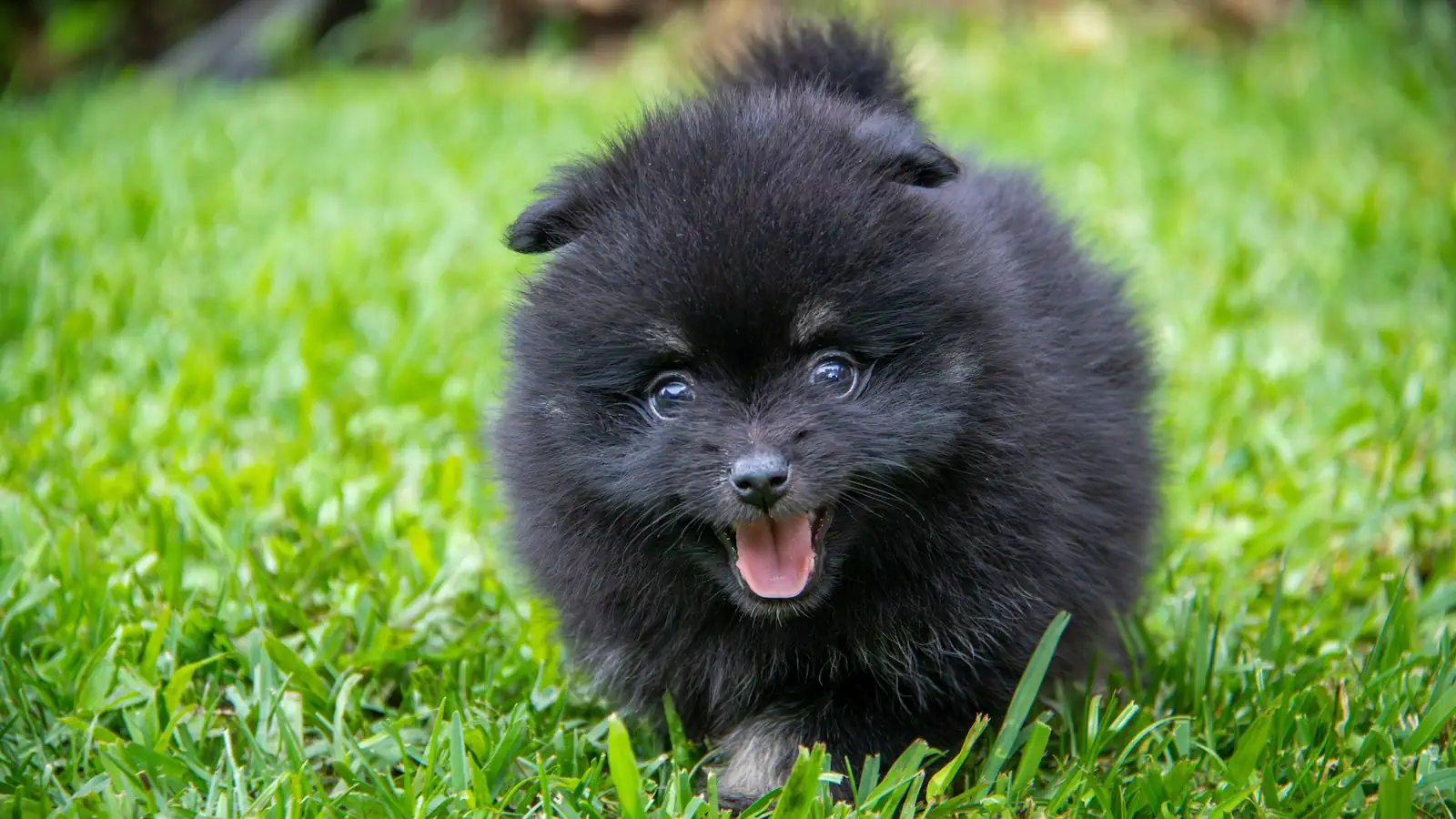 Teraz się zacznie. Rząd przyjął nowe prawo. Nowe obowiązki dla właścicieli psów i kotów. Będzie gigantyczna akcja