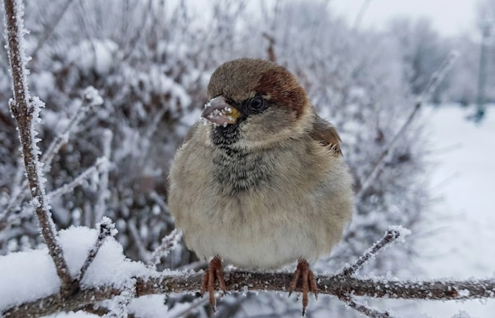 Ptaki masowo tracą dostęp do pożywienia i umierają. Jak możesz pomóc?