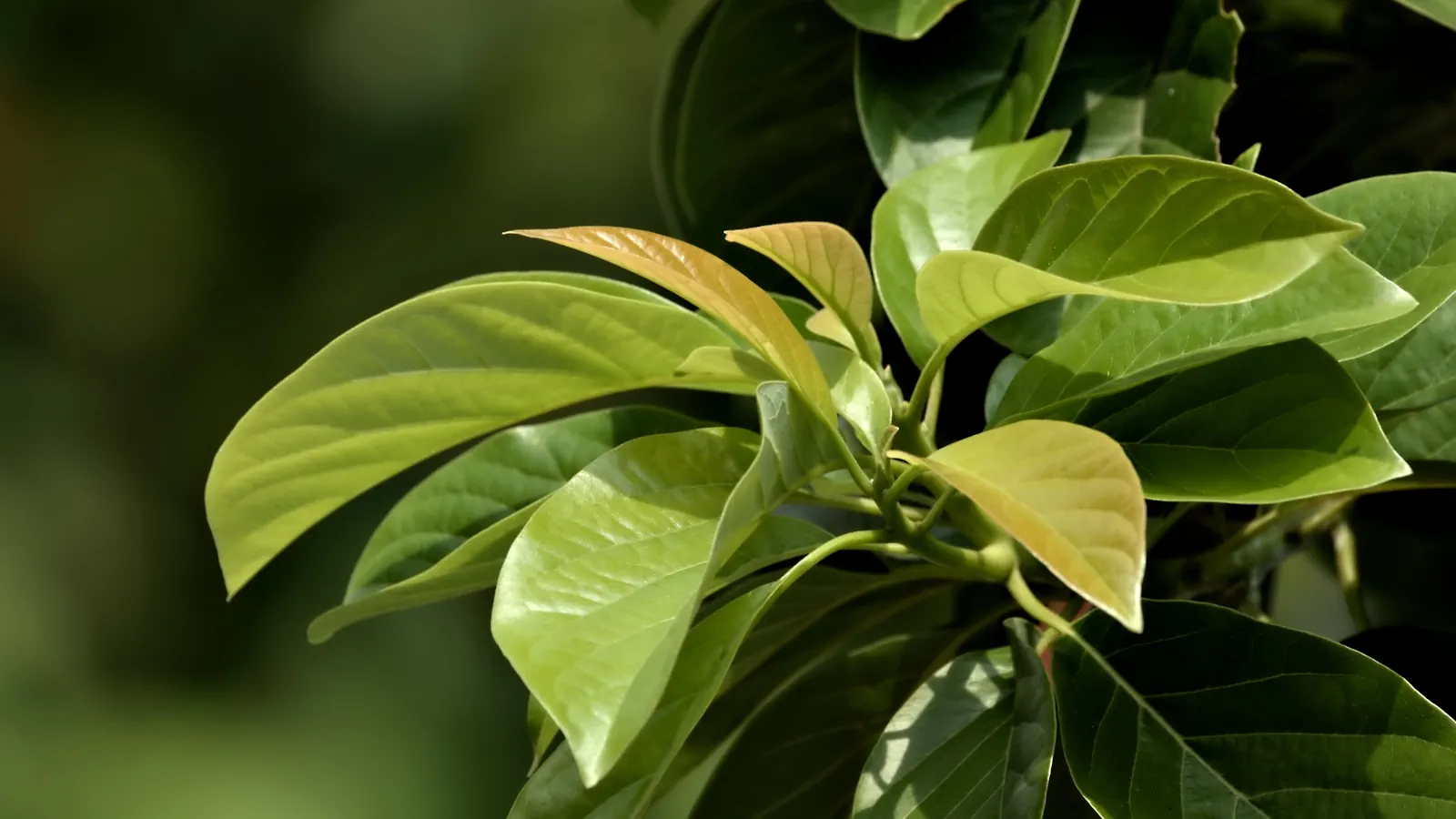 Posmaruj liście majonezem. Efekt zobaczysz już po 1 minucie