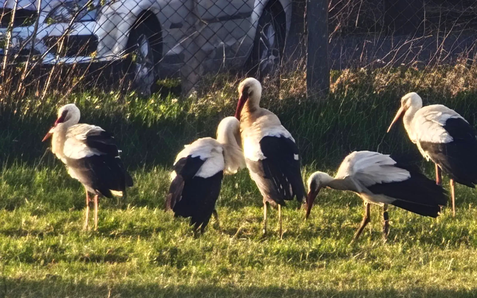 Setki bocianów lądują na działkach na Południe od Warszawy. Mieszkańcy przecierają oczy ze zdumienia