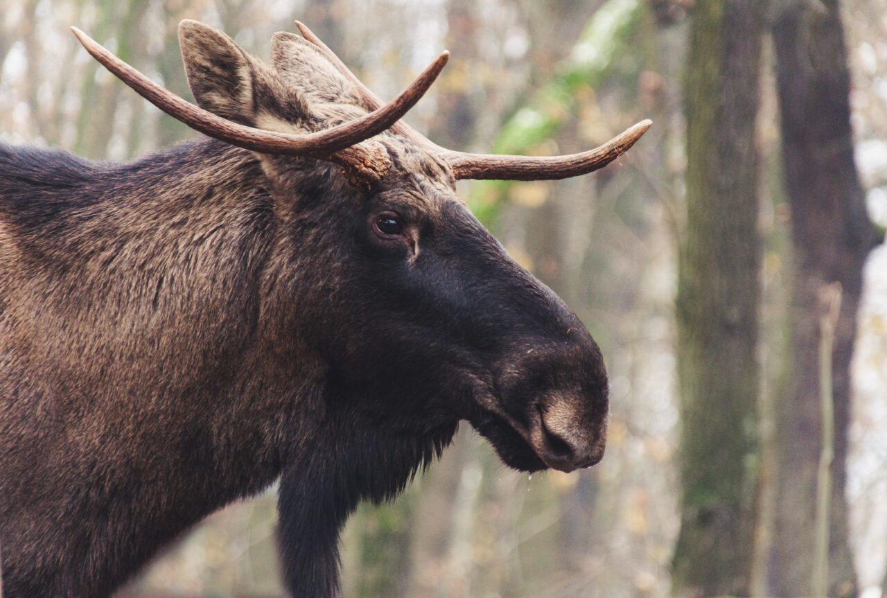 Łoś w naturalnym środowisku