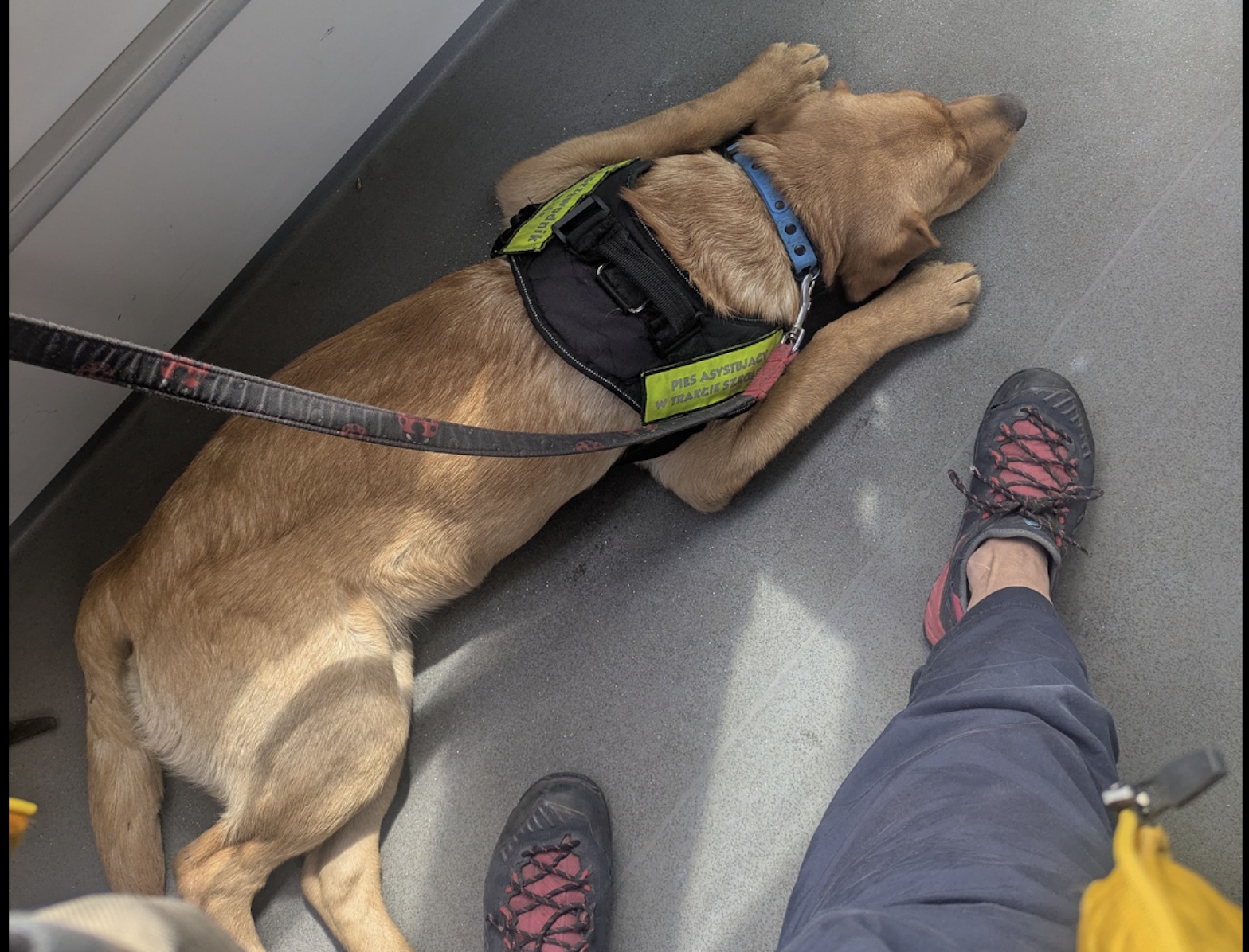 „Albo kaganiec, albo wysiadam”. Skandal w warszawskim autobusie z psem asystującym w tle