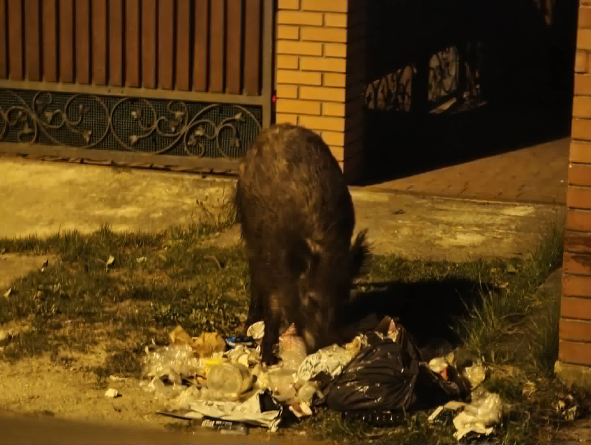 Dzik grasujący przy śmieciach Fot. Warszawa w Pigułce