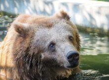 Sabina Niedźwiedzica Fot. Warszawskie ZOO