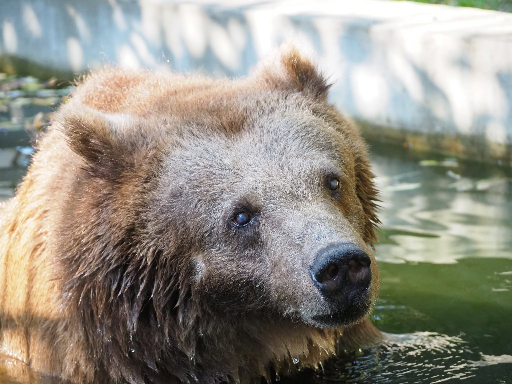Odeszła Sabina. Miała ponad 40 lat i przez 18 lat była jedną z twarzy Warszawskiego ZOO