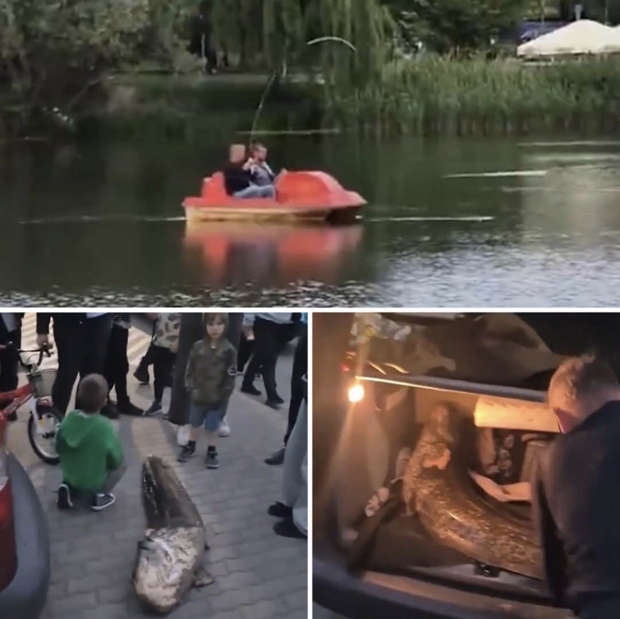 Policja zatrzymała Ukraińca w sprawie suma z Gocławia. Legendarna ryba zginęła w okresie ochronnym