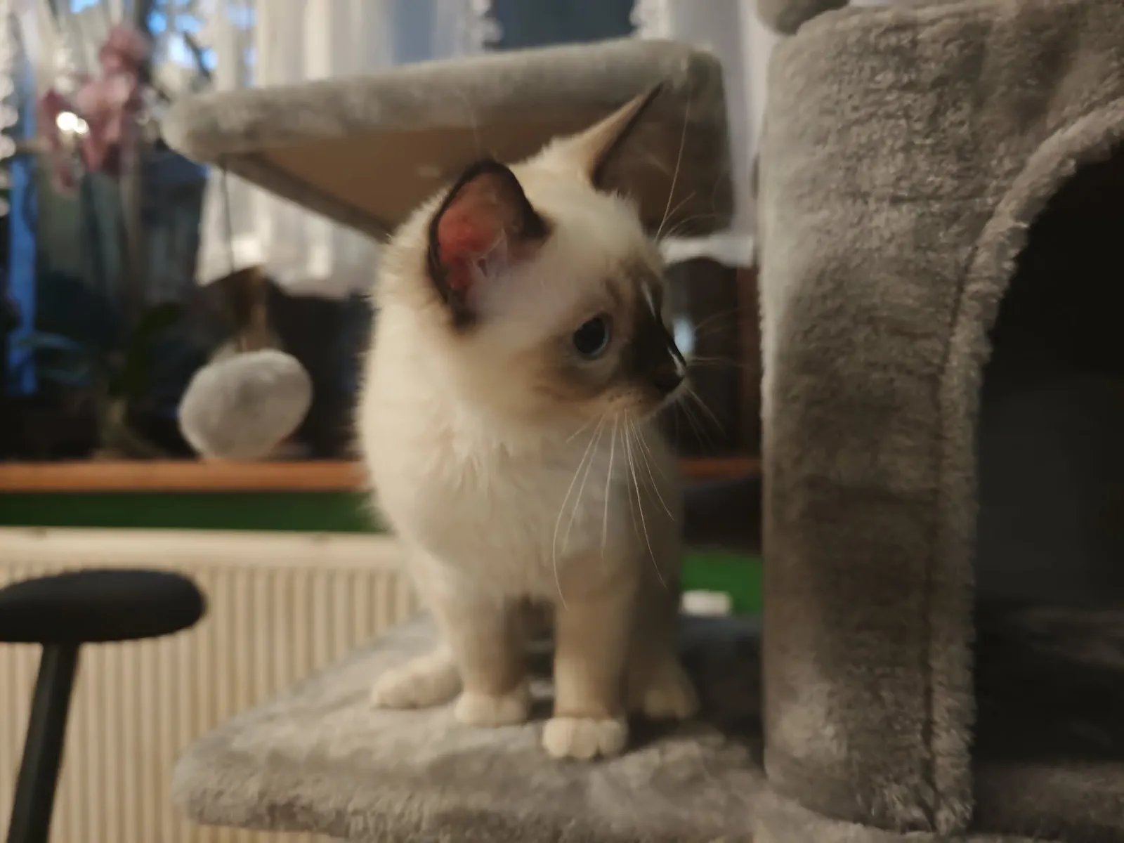 Czteromiesięczna kotka rady Ragdoll. | Fot. Warszawa w Pigułce.